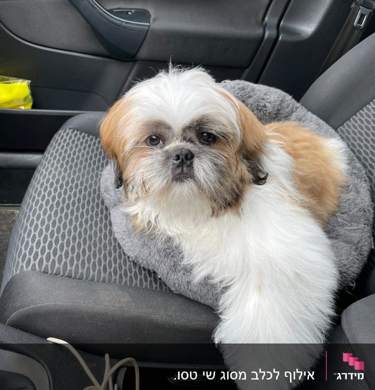 כלב קטן יושב על מושב רכב